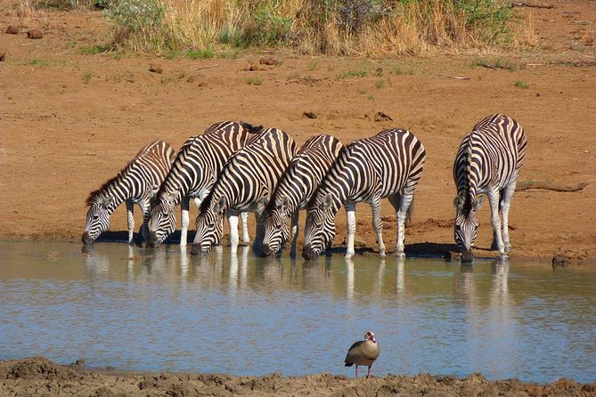 Pilanesberg Game Reserve 6 Hour Sunrise Safari From Johannesburg or Pretoria - Included in the Tour