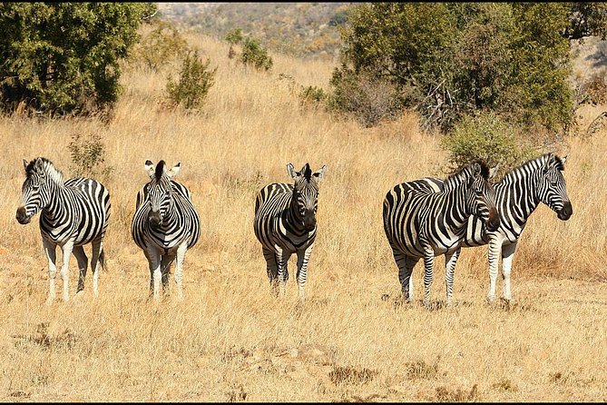 Pilanesberg Game Reserve 6 Hour Sunrise Safari From Johannesburg or Pretoria - Meeting and Pickup