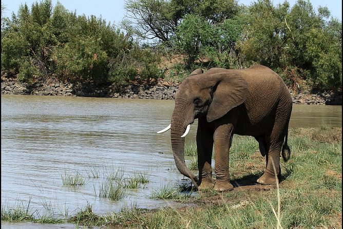 Pilanesberg Game Reserve 6 Hour Sunrise Safari From Johannesburg or Pretoria - Transport and Accessibility