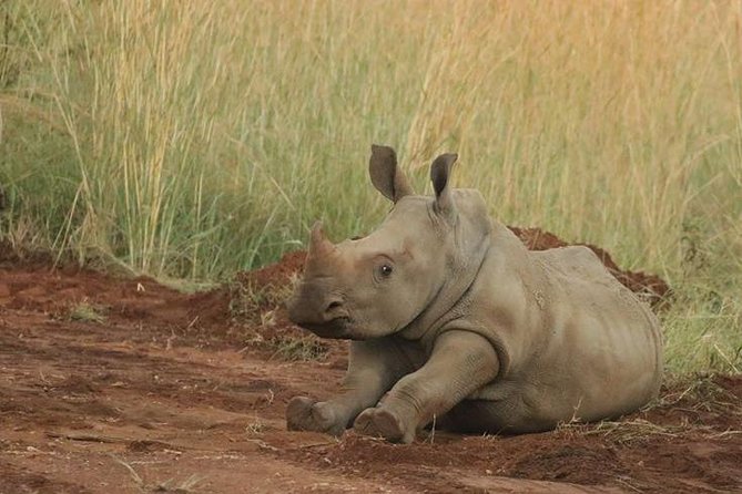 Pilanesberg Game Reserve 6 Hour Sunrise Safari From Johannesburg or Pretoria - Tour Duration and Experience