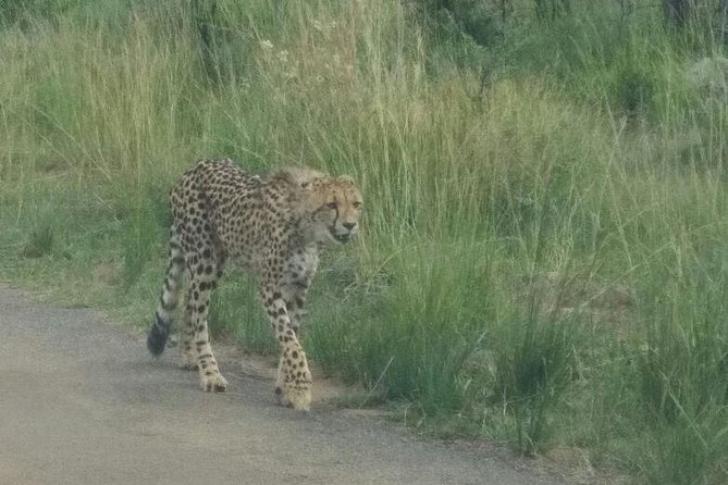 Pilanesberg Game Reserve Guided Day Tour From Johannesburg or Pretoria - Dietary Requirements and Accessibility