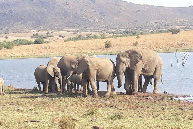 Pilanesberg Game Reserve Guided Day Tour From Johannesburg or Pretoria - Cancellation Policy