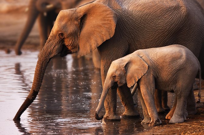 Pilanesberg Game Reserve Safari and Sun City Day Trip From Johannesburg - Elephant Interaction Safari