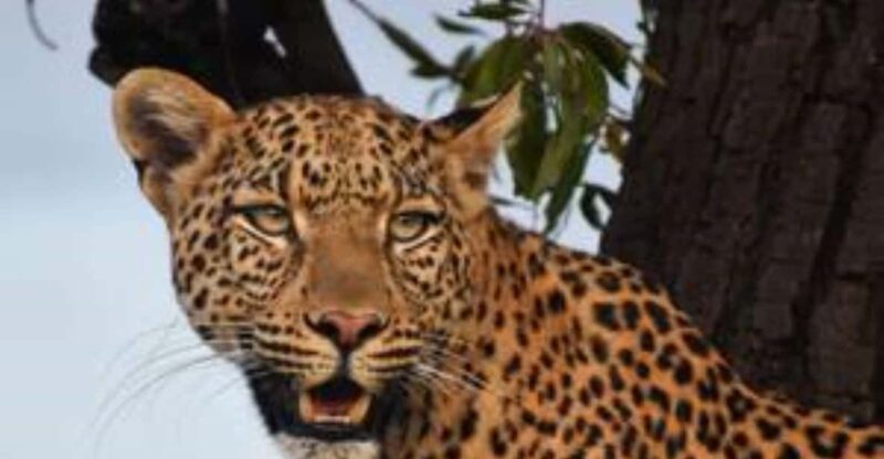 Pilanesberg : Mid Morning Game Drive - Key Points