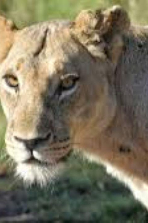 Pilanesberg : Mid Morning Game Drive - Wildlife Viewing
