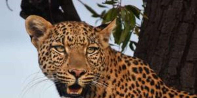 Pilanesberg : Mid Morning Game Drive - Pilanesberg National Park