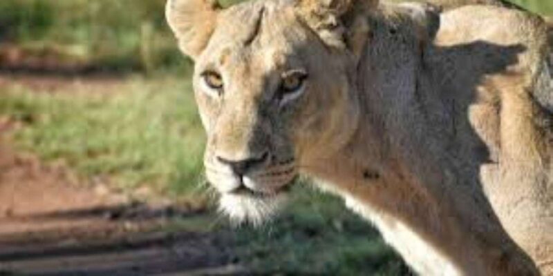 Pilanesberg : Mid Morning Game Drive - What to Bring