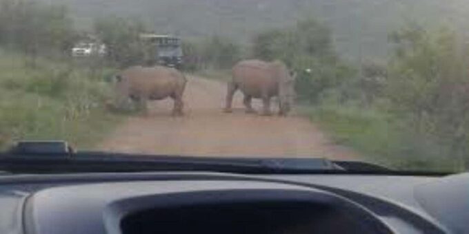 Pilanesberg : Mid Morning Game Drive - Frequently Asked Questions