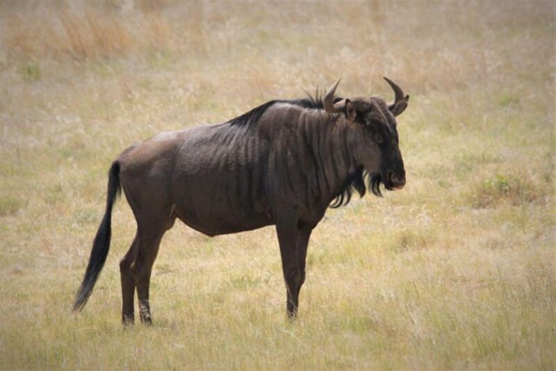 Pilanesberg National Park 2 Days - Key Points