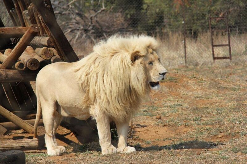 Pilanesberg National Park 2 Days - Diverse Ecosystems