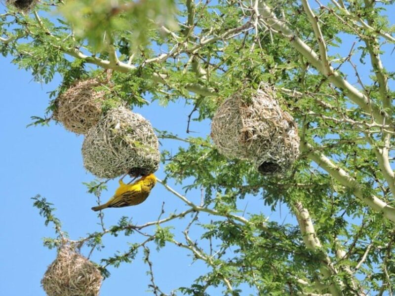 Pilanesberg National Park 2 Days - Visitor Information