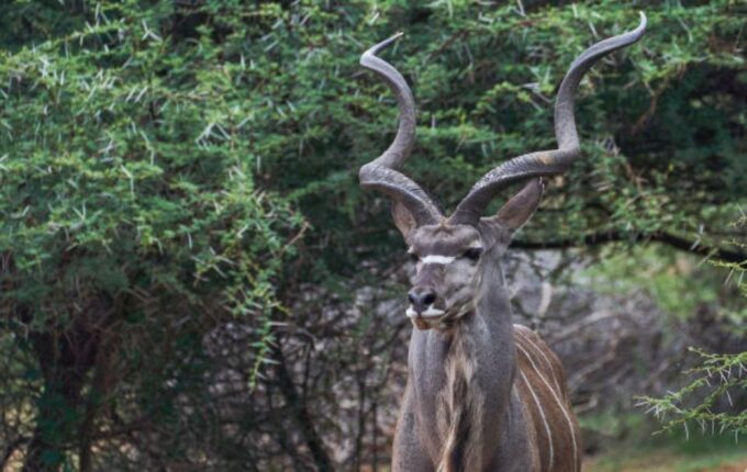 Pilanesberg National Park 2 Days - Cultural Experiences