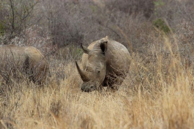 Pilanesberg National Park 2 Days - Frequently Asked Questions