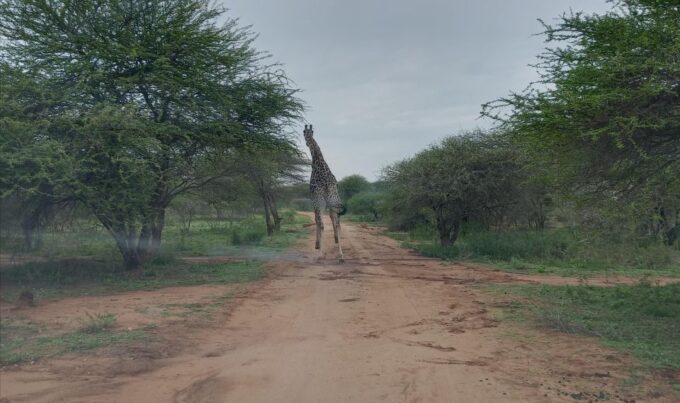 Pilanesberg National Park - Pickup and Drop-off Details
