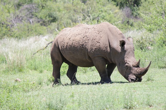 Pilanesberg National Park Day Tour From Pretoria, Every SATURDAY - Cost and Booking