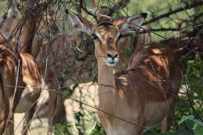 Pilanesberg National Park Full Day Safari From Johannesburg - Inclusions and Pricing