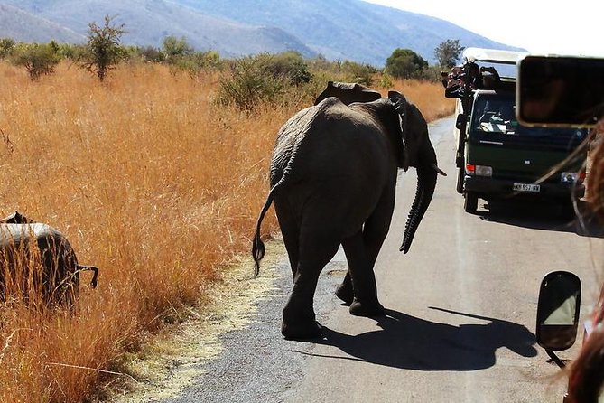 Pilanesberg National Park Full Day Safari From Johannesburg - Customer Reviews