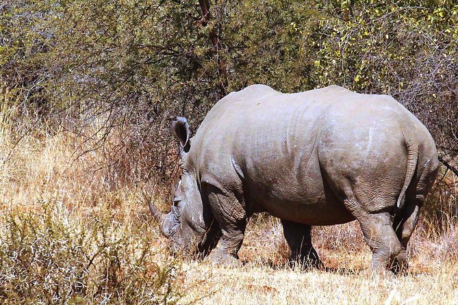 Pilanesberg National Park Full Day Safari From Johannesburg - Wildlife Sightings