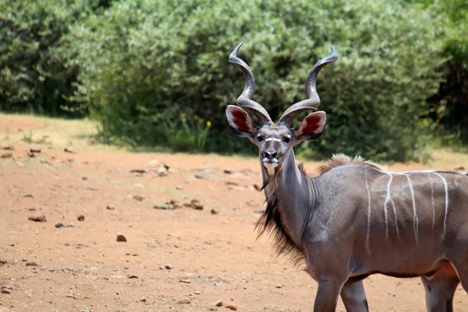 Pilanesberg National Park Full Day Safari From Johannesburg - Dining Experience