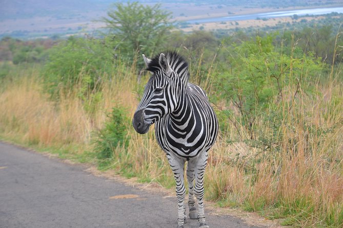 Pilanesberg National Park Full-Day Tour From Johannesburg - Tour Overview