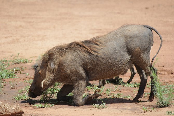 Pilanesberg National Park Full-Day Tour From Johannesburg - Tour Details