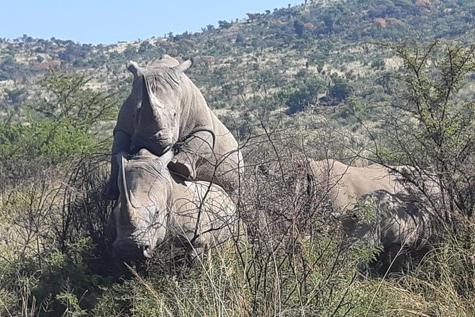 Pilanesberg National Park Full-Day Tour From Johannesburg - Frequently Asked Questions