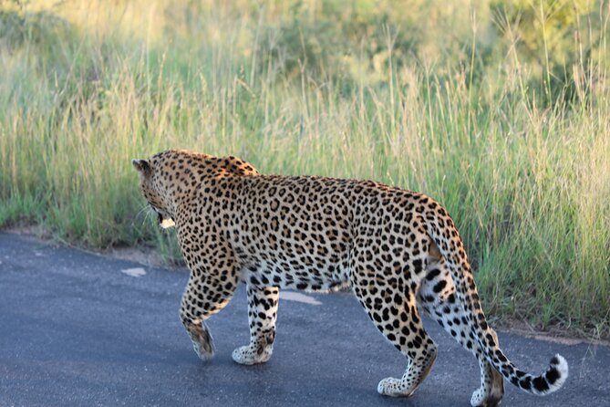 Pilanesberg National Park Safari, BIG 5 Full Day - Inclusions and Exclusions