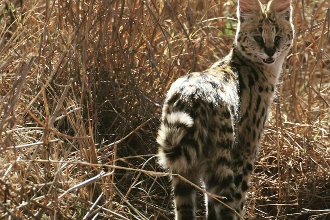 Pilanesberg National Park Safari, BIG 5 Full Day - Open Truck Game Drive