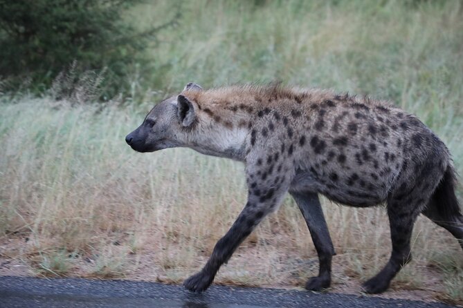 Pilanesberg National Park Safari, BIG 5 Full Day - Pricing and Reviews