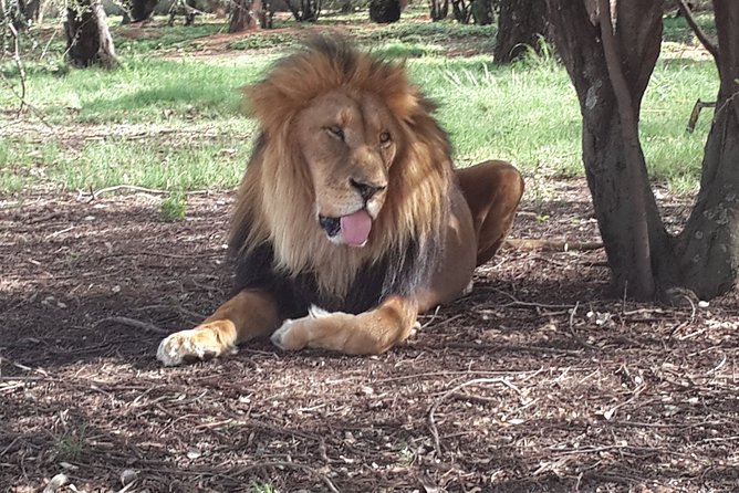 Pilanesberg National Park Safari From Johannesburg - Participation Guidelines
