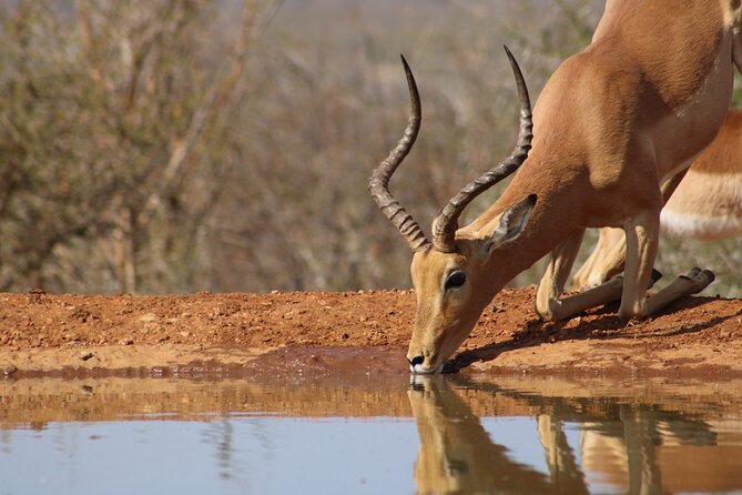 Pilanesberg National Park Safari in Open Vehicle From Johannesburg - Transportation and Pickup Arrangements