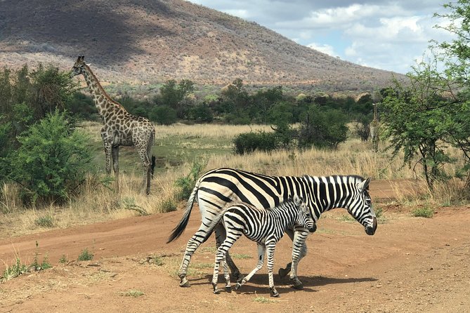 Pilanesberg National Park Safari in Open Vehicle From Johannesburg - Customer Feedback and Accessibility