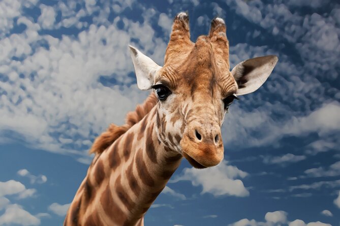 Pilanesberg National Park Safari in Open Vehicle From Johannesburg - Planning Your Pilanesberg National Park Visit