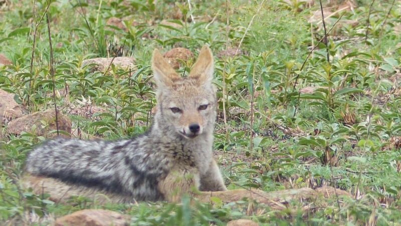 Pilanesberg National Park - Key Points