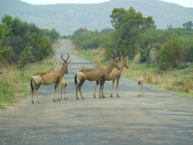 Pilanesberg National Park - Wildlife in the Park
