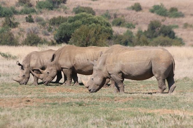 Pilanesberg Nature Reserve - Inclusion Details