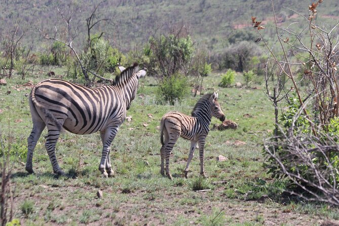 Pilanesberg Nature Reserve - Tour Duration and Activities