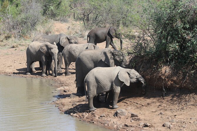 Pilanesberg Nature Reserve - Confirmation and Availability