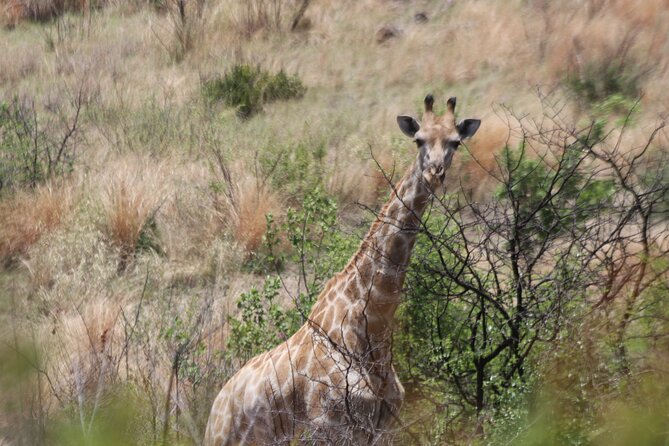 Pilanesberg Nature Reserve - Transportation Options