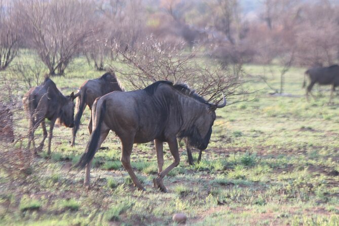 Pilanesberg Nature Reserve - Dining Offerings