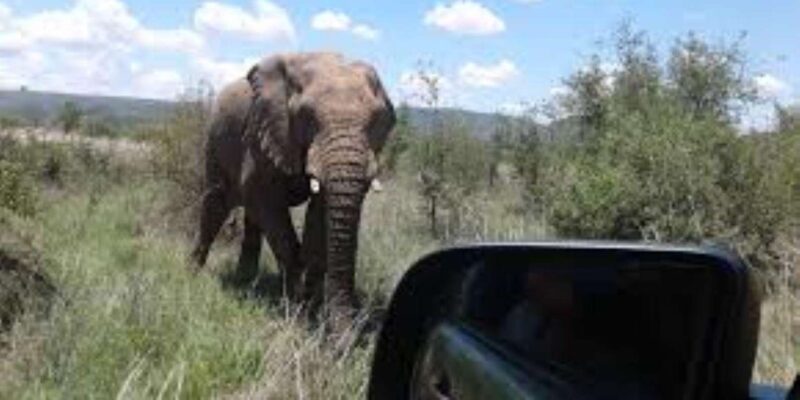 Pilanesberg : Private Game Drive - 10 Seater - Key Points