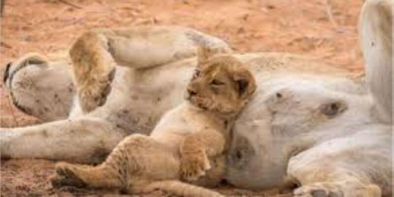 Pilanesberg : Private Game Drive - 10 Seater - Tailored Safari Experience