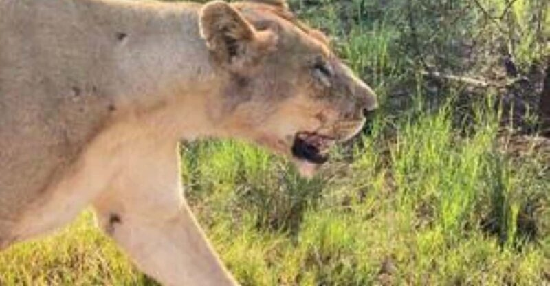 Pilanesberg : Private Game Drive - 22 Seater - Activity Overview