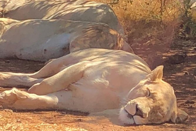 Pilanesberg Safari Fullday - Wildlife Encounters