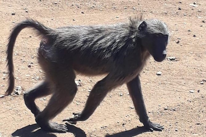 Pilanesberg Safari Fullday - Safari Experience Details