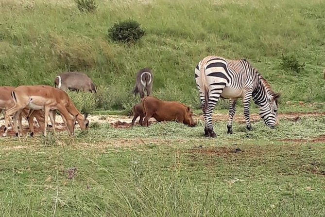 Pilanesberg Safari Fullday - Transportation and Amenities