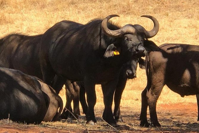 Pilanesberg Safari Fullday - Pricing and Booking