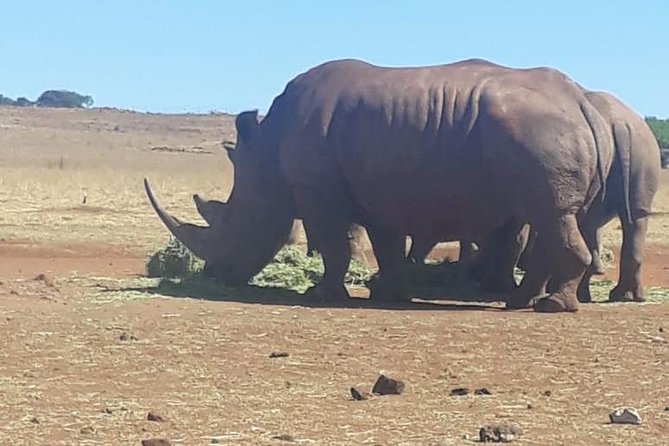 Pilanesberg Safari Fullday - Customer Reviews