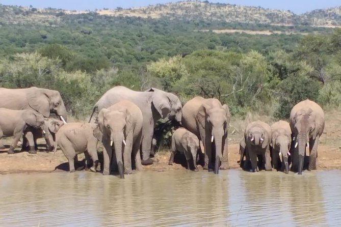Pilanesberg Safari Fullday - Highlights and Recommendations