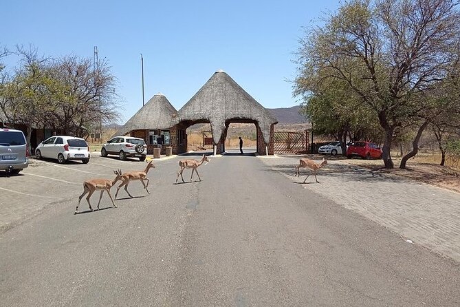 Pilanesberg Safari Open Vehicle Game Full Day - Transfers and Amenities
